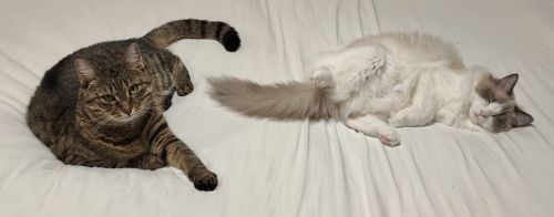 Katzen
